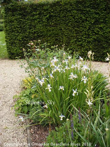 DSCF1169 - I. 'Summer Sky'